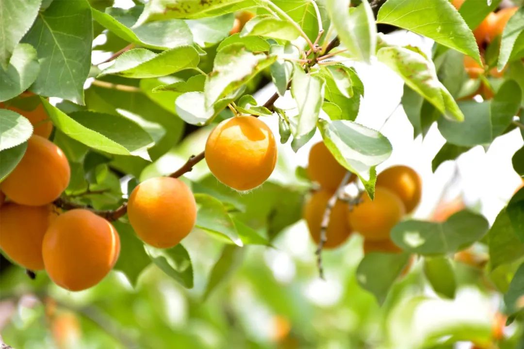 SS:网站文件：20250605163310119929.jpg；原始文件：640 (1).jpg