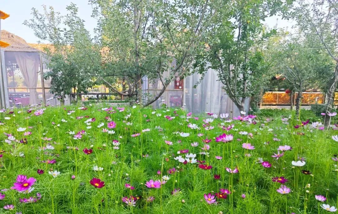 SS:网站文件：20250605163442449279.jpg；原始文件：640 (5).jpg