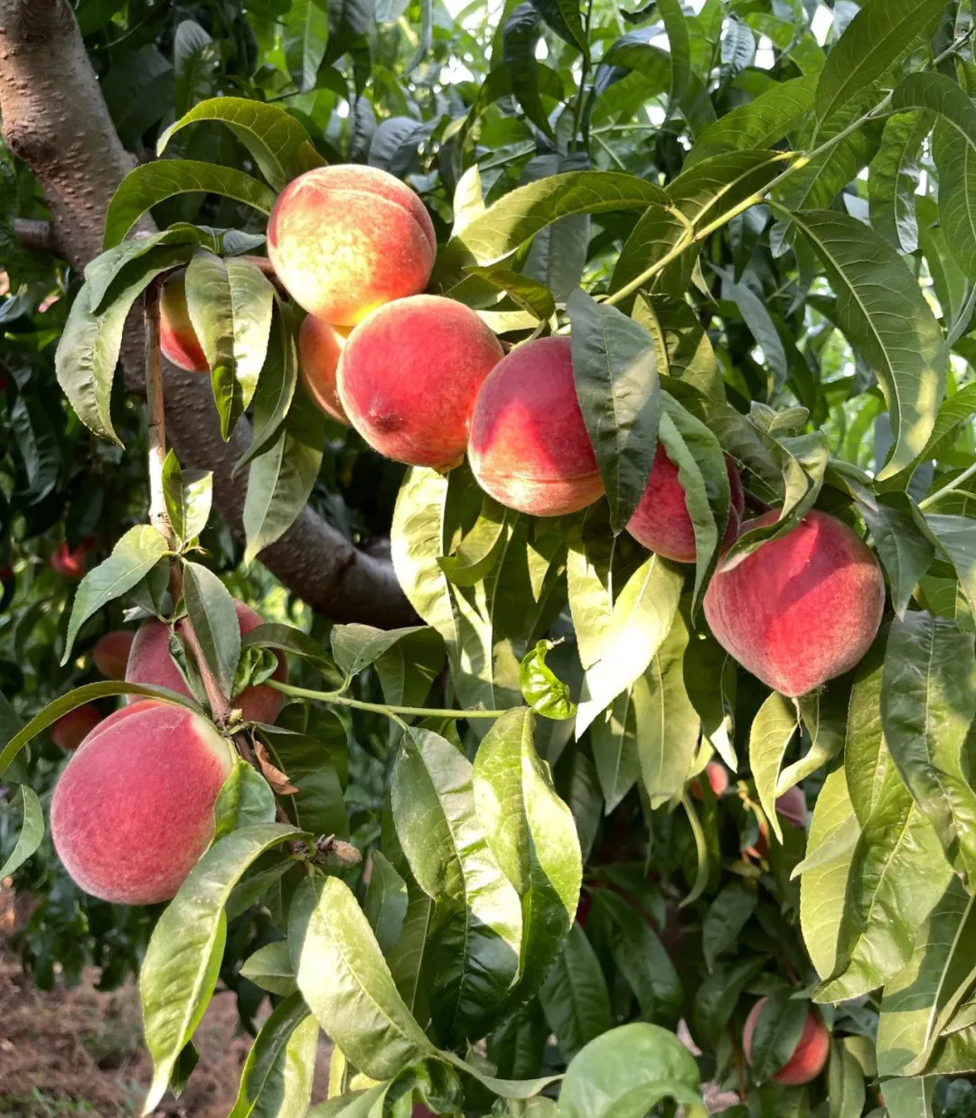 SS:网站文件：20250613152125766803.png；原始文件：640.webp (1).png