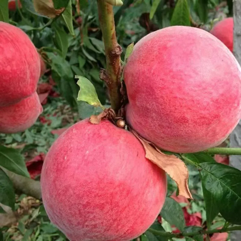 SS:网站文件：20250613152239533225.png；原始文件：640.webp (2).png