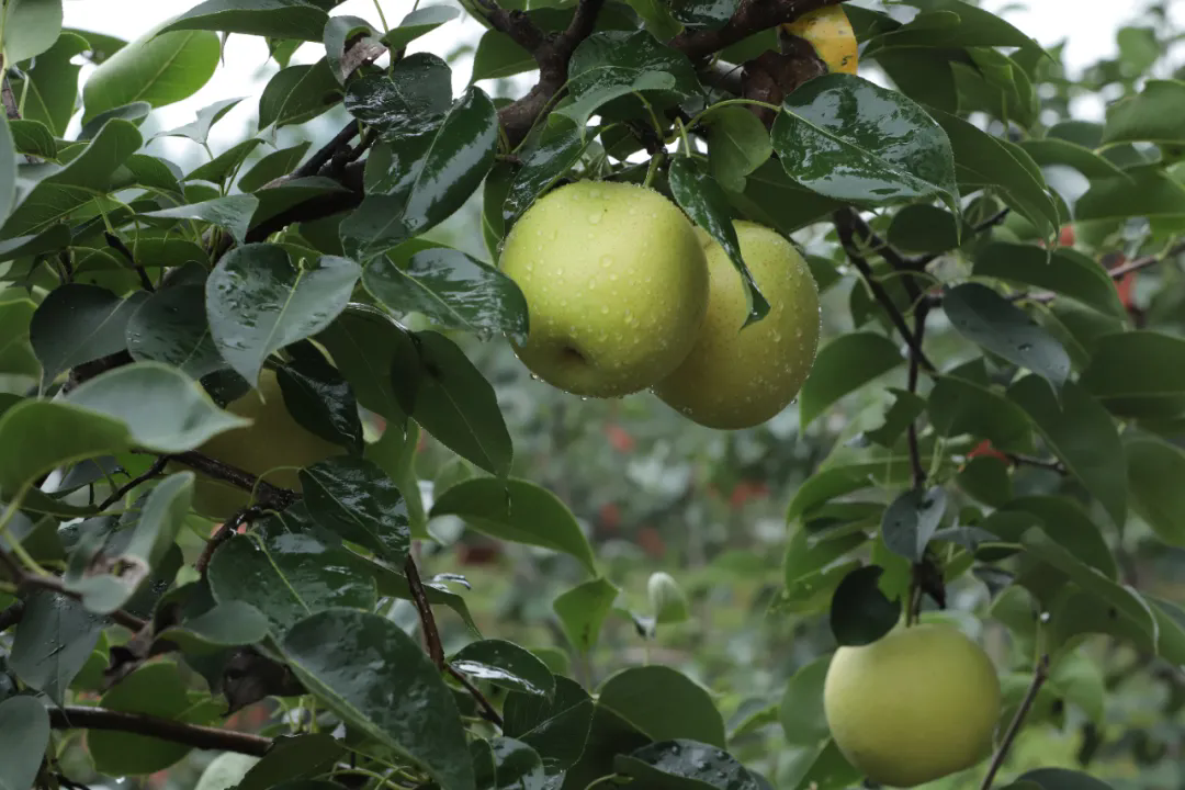 SS:网站文件:20250818091414184984.png;原始文件:640.webp (1).png SS:网站文件:20250818091414184984.png;原始文件:640.webp (1).png