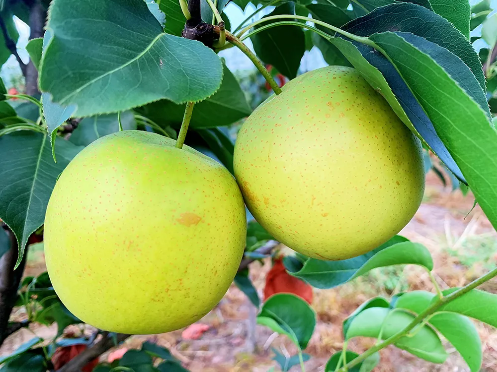 SS:网站文件:20250818091435681348.png;原始文件:640.webp (3).png SS:网站文件:20250818091435681348.png;原始文件:640.webp (3).png