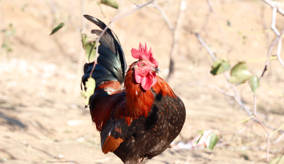 SS:网站文件：20251226153249131328.png；原始文件：640 (1).png